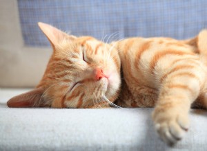 Does Your Cat s Sleep Twitches Signal a Seizure? Signs to Watch and When to Seek Help