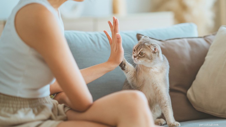 Scottish Fold Cats:Skönhet möter genetiska hälsorisker 