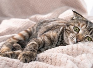Bird Flu Spreads to Household Cats: Experts Urge Owners to Take Precautions