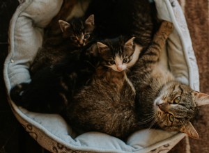 How to Determine Your Cat’s Pregnancy Stage: Expert Tips for Owners
