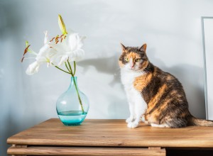 Lily & Other Popular Bouquet Flowers: Cat Poison Risks Explained