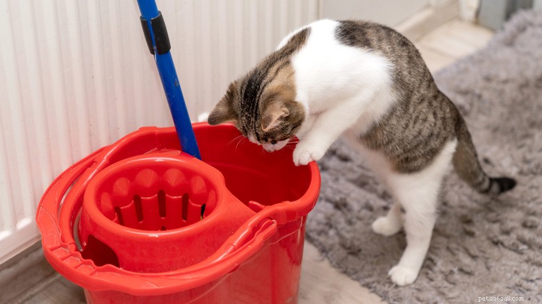 Por que os donos de animais de estimação devem evitar água sanitária em suas casas:protegendo amigos peludos 