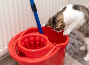 Why Pet Owners Should Avoid Bleach in Their Homes: Protecting Furry Friends