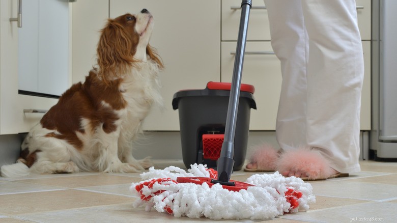 Por que os donos de animais de estimação devem evitar água sanitária em suas casas:protegendo amigos peludos 