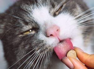 Use Butter, a Common Kitchen Staple, to Hide Your Cat’s Medication Effortlessly