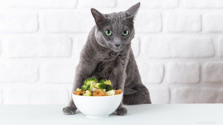 Kunnen katten broccoli eten? Veiligheids- en gezondheidstips 