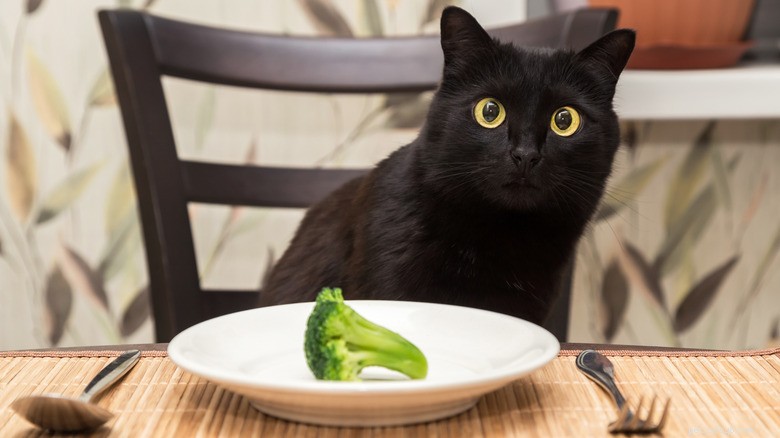 Kunnen katten broccoli eten? Veiligheids- en gezondheidstips 