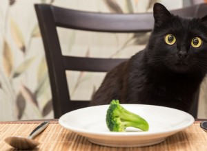 Can Cats Eat Broccoli? Safety & Health Tips