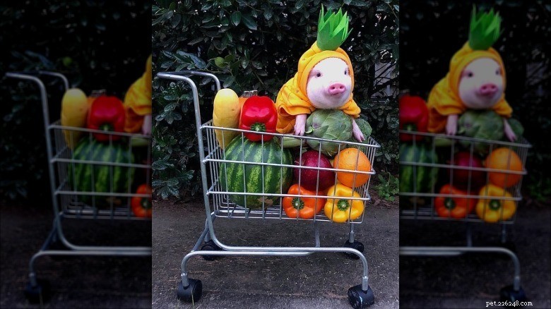 Rencontrez les petits cochons les plus adorables d Internet 