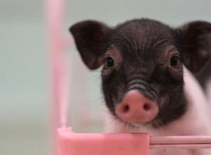 Meet the Internet’s Most Adorable Little Piggies