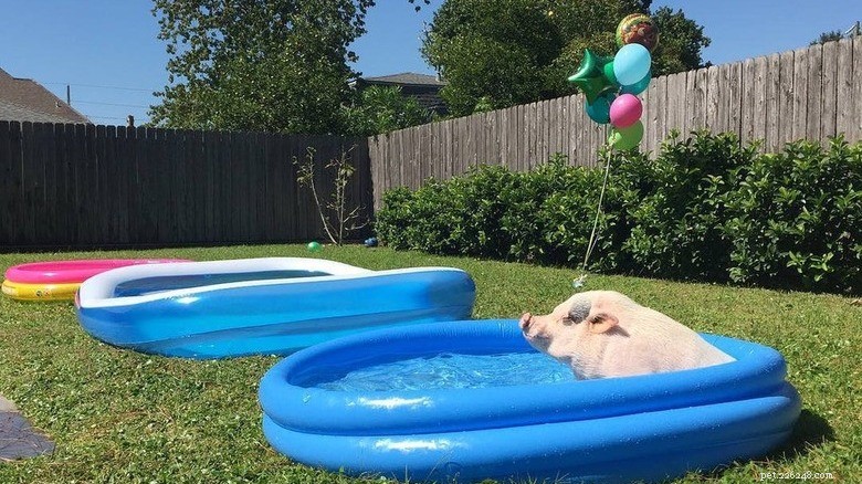 Rencontrez les petits cochons les plus adorables d Internet 