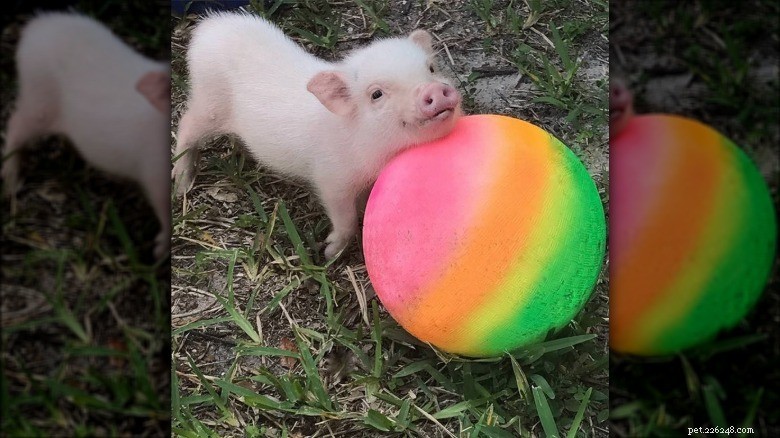 Rencontrez les petits cochons les plus adorables d Internet 