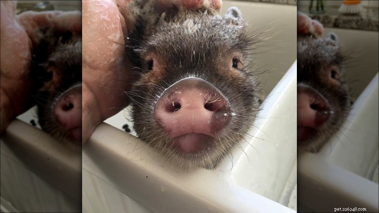 Rencontrez les petits cochons les plus adorables d Internet 