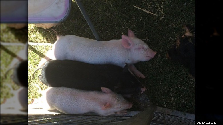Rencontrez les petits cochons les plus adorables d Internet 