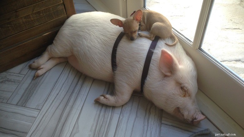 Rencontrez les petits cochons les plus adorables d Internet 