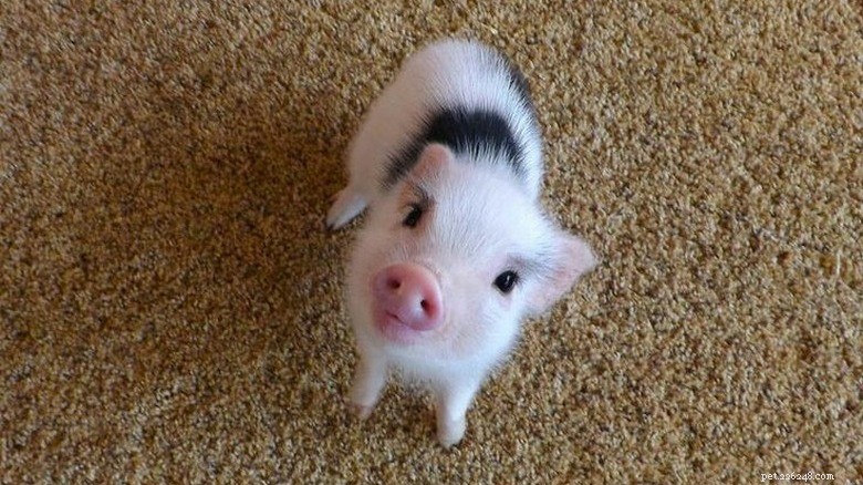 Rencontrez les petits cochons les plus adorables d Internet 