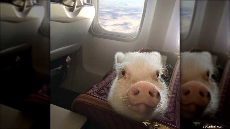 Rencontrez les petits cochons les plus adorables d Internet 
