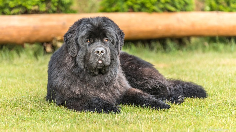 Neočekávané přátelství:Newfoundland Dog &Duck Bond na farmě v Oklahomě 