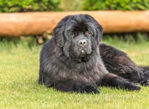 Unexpected Friendship: Newfoundland Dog & Duck Bond on Oklahoma Farm