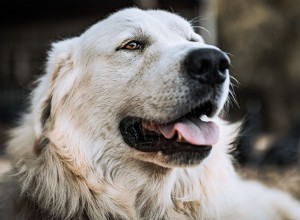 Great Pyrenees Hero Rescues Lost Lamb, Becomes Unexpected Family