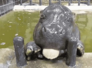 27 Adorable Baby Animals You’ll Love – A Must-See Collection