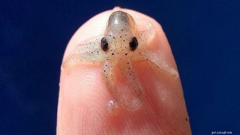 27 adorabili cuccioli che adorerai:una collezione da non perdere 