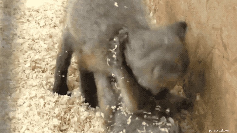 27 adorabili cuccioli che adorerai:una collezione da non perdere 