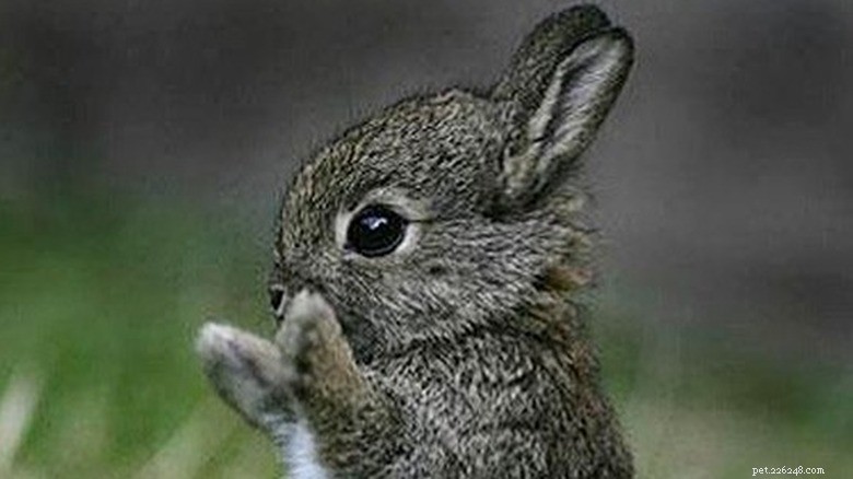 27 adorabili cuccioli che adorerai:una collezione da non perdere 