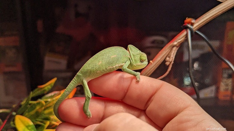27 adorabili cuccioli che adorerai:una collezione da non perdere 