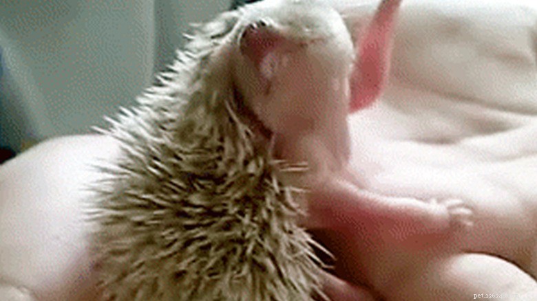 27 adorabili cuccioli che adorerai:una collezione da non perdere 