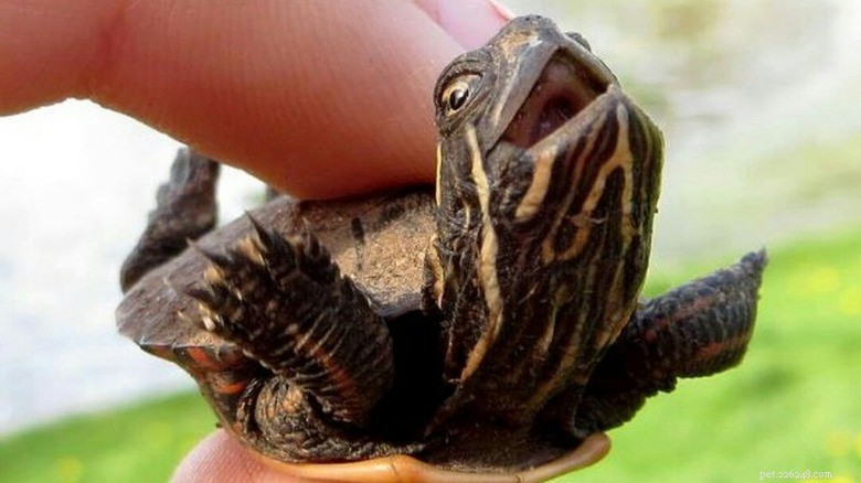 27 adorabili cuccioli che adorerai:una collezione da non perdere 