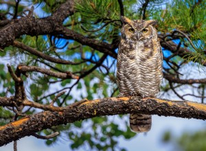 Great Horned Owl s Unexpected Hoot Engages Golden Retriever in Astonishing Interaction