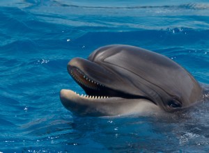 Unlocking Dolphin Communication: How Close We Are to Speaking Their Language