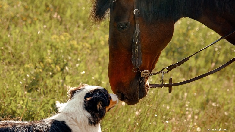 De nieuwsgierige eerste ontmoeting van Cattle Dog Roper met een paard fascineert fans 