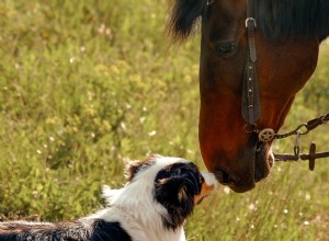 Cattle Dog Roper s Curious First Encounter With a Horse Captivates Fans
