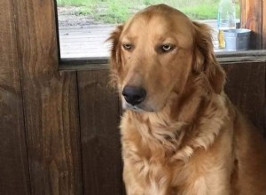 23 Animals That Can’t Handle Parenting