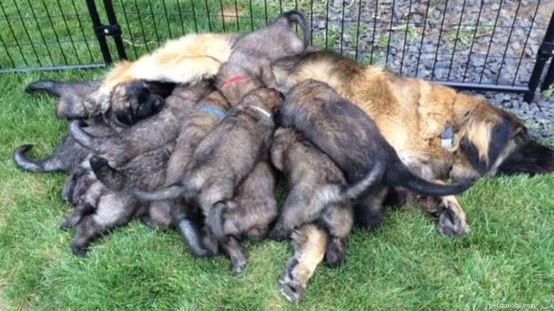 23 dieren die het ouderschap niet aankunnen 