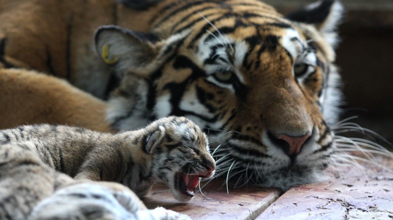23 dieren die het ouderschap niet aankunnen 