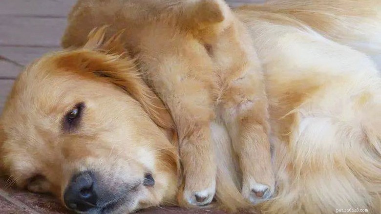 23 dieren die het ouderschap niet aankunnen 