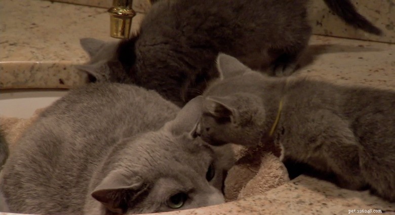 23 dieren die het ouderschap niet aankunnen 