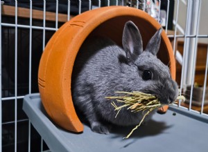 How to Spot Rabbit Pregnancy: Key Signs & Timeline for Care