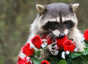 Take a Break: Adorable Raccoons to Brighten Your Day