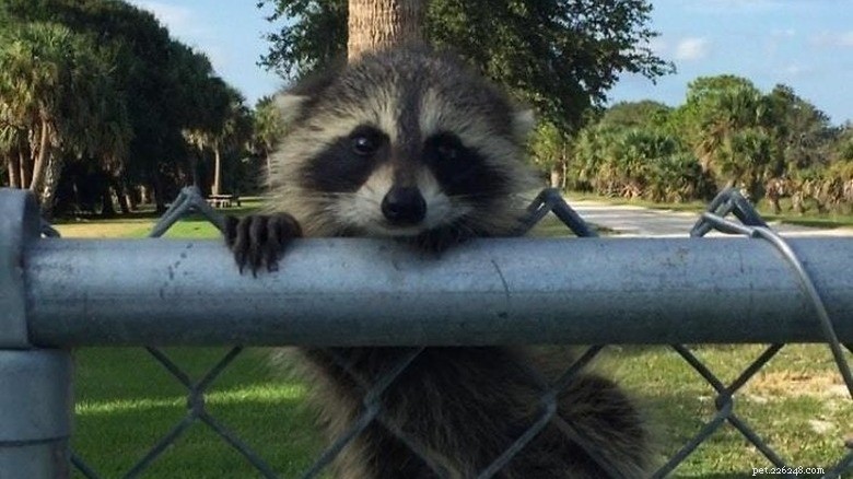 ひと休み：愛らしいアライグマがあなたの一日を明るくしてくれます 