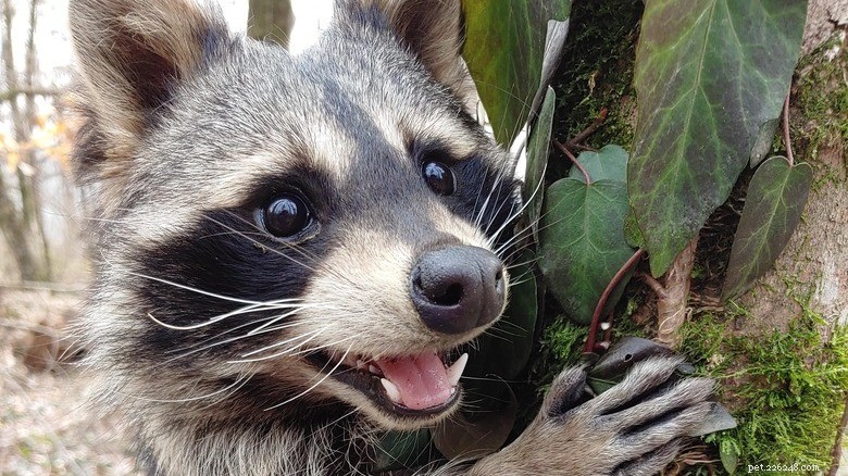 ひと休み：愛らしいアライグマがあなたの一日を明るくしてくれます 