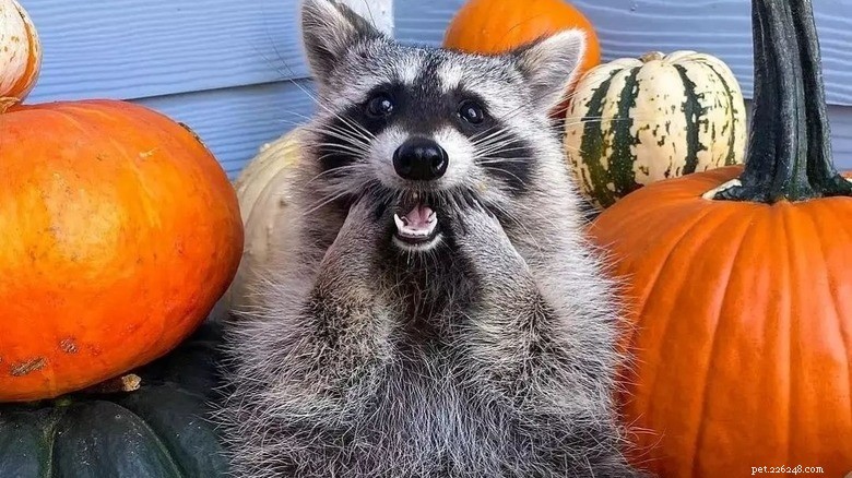 ひと休み：愛らしいアライグマがあなたの一日を明るくしてくれます 