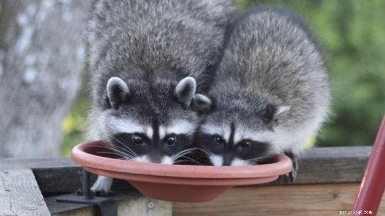 ひと休み：愛らしいアライグマがあなたの一日を明るくしてくれます 
