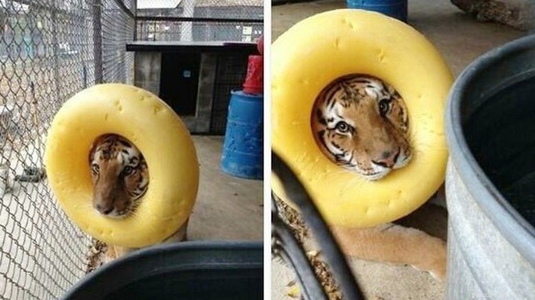 きっと笑える陽気な動物の写真 