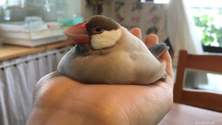 きっと笑える陽気な動物の写真 