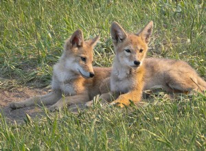 Why Owning a Pet Coyote Differs from Owning a Dog: Key Insights
