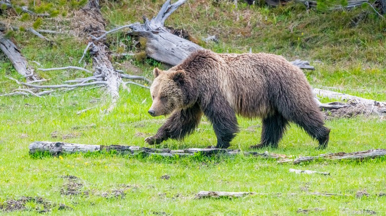 Skrytá debata:Odchyt medvědů grizzly v Yellowstone a jeho důsledky pro ochranu 